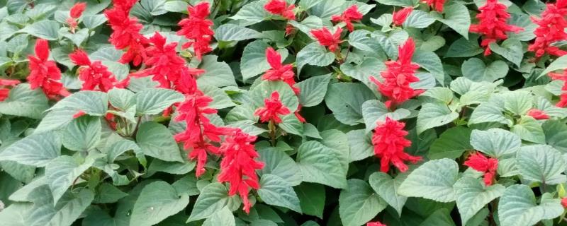 一串红(炮仗红)什么季节开花