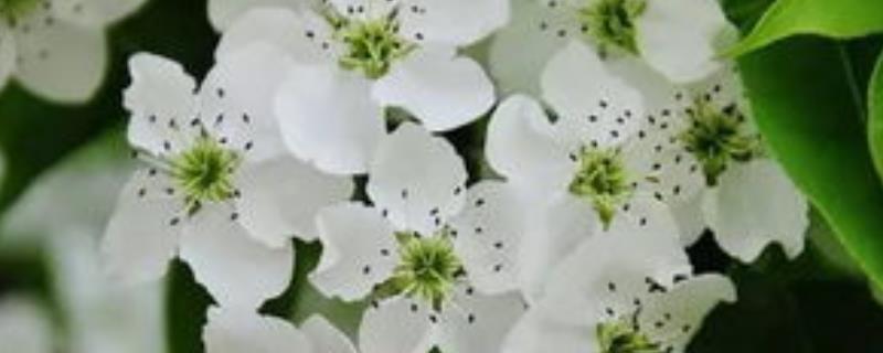 苹果开花打什么药