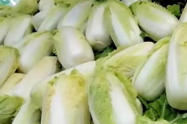 什么时候种娃娃菜最好，种植娃娃菜的效益如何