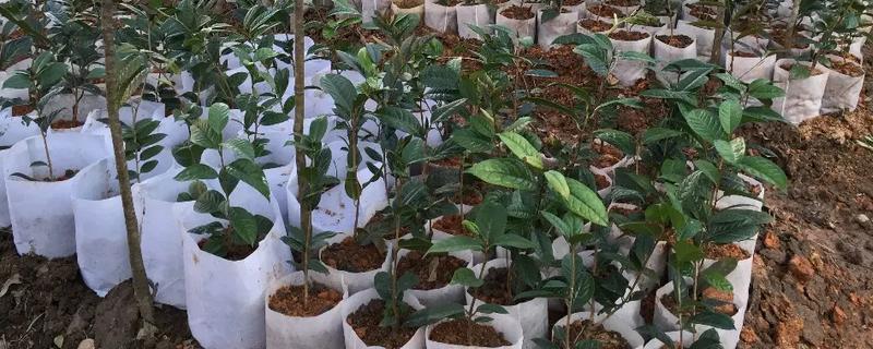 金花茶树苗怎么种植
