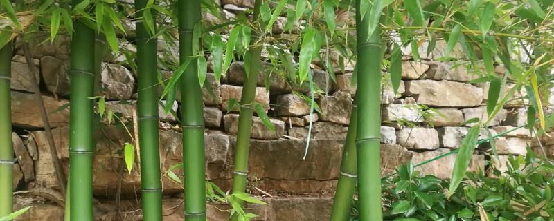 移栽竹子的种植方法