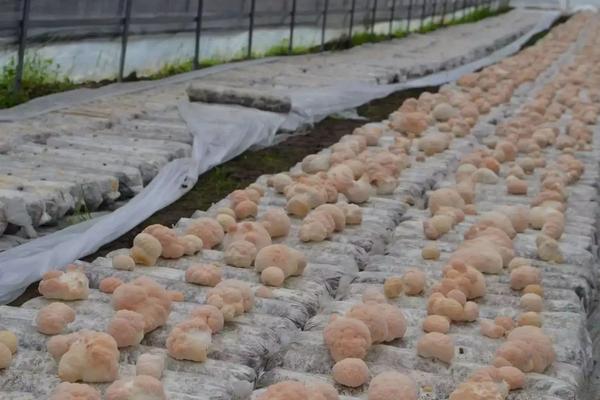具备哪些条件可以栽种猴头菇，猴头菇种植效益怎么样
