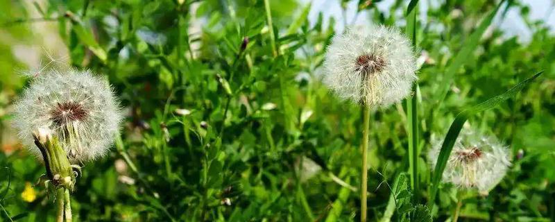 蒲公英怎么种植效益高