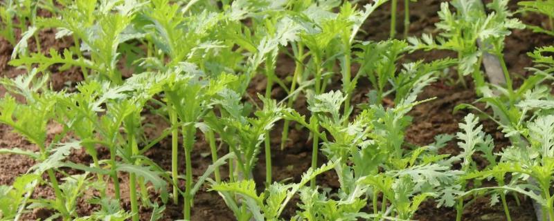 茼蒿种植效益如何