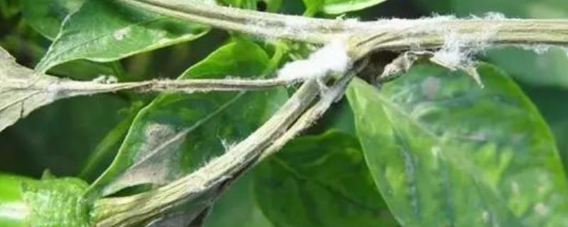 辣椒灰霉病防治方法