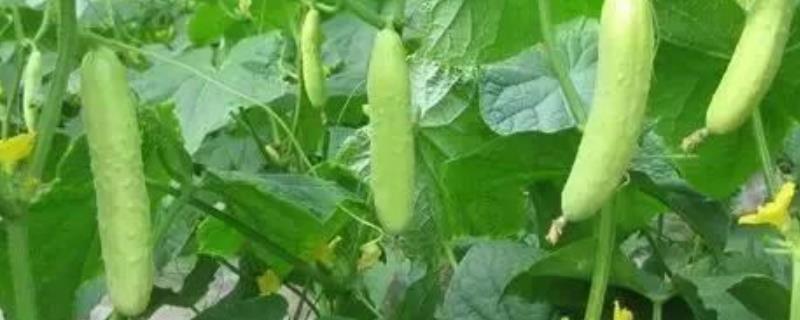 黄瓜的病害防治方法