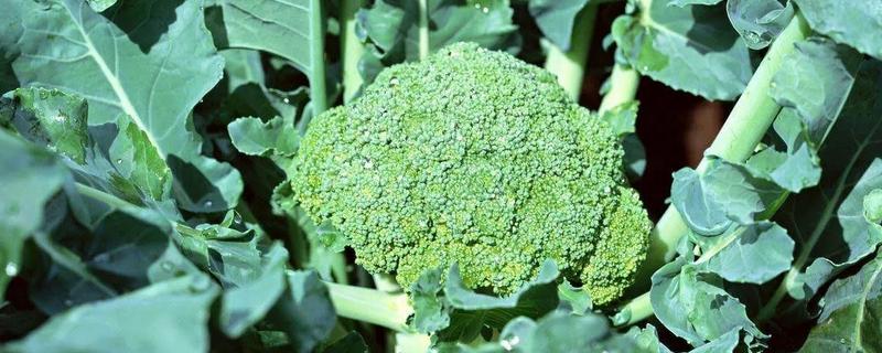 西兰花种植五大注意事项