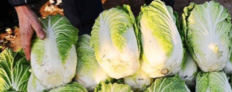 大白菜的常见储存方法有哪些