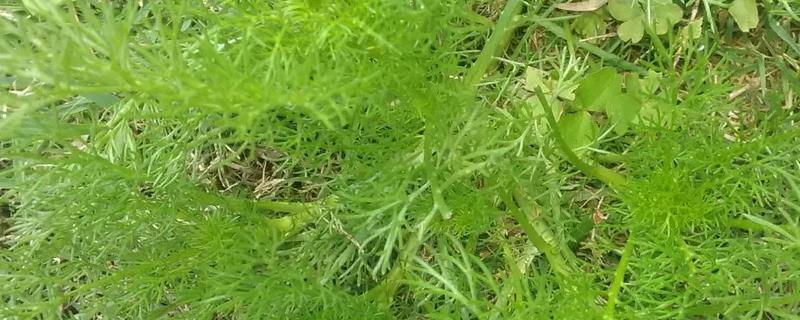 小茴香的种植方法