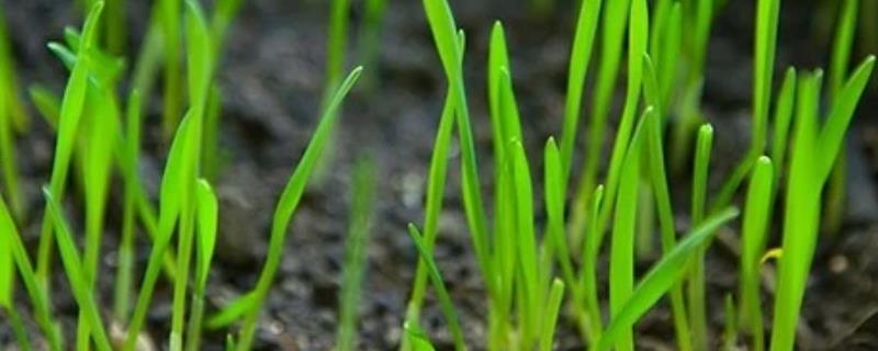 小麦苗的种植方法