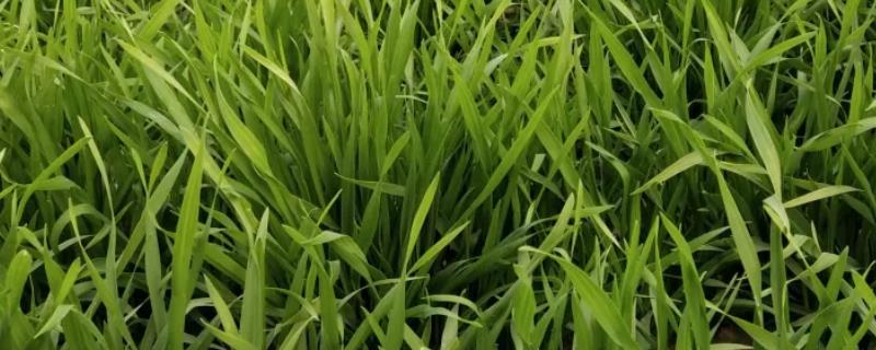 麦苗怎么种
