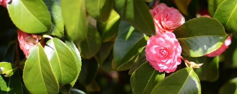 山茶花什么时候开花