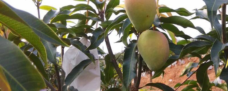 芒果籽怎么种
