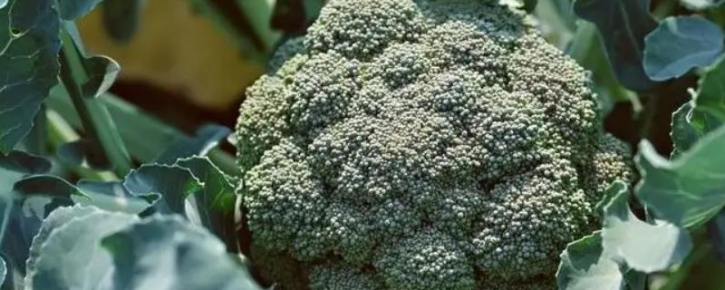 西兰花种植方法