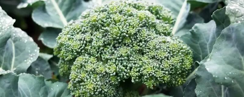 西兰花种植四大要点