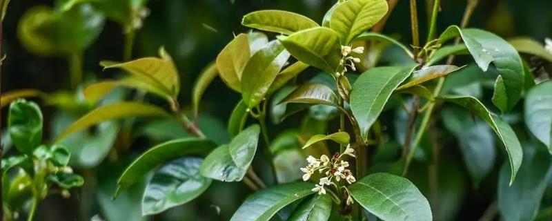 四季桂什么时候开花
