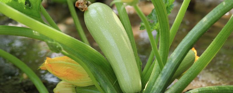 西葫芦高产种植方法