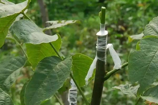 牛油果的繁殖方法，附养殖要点