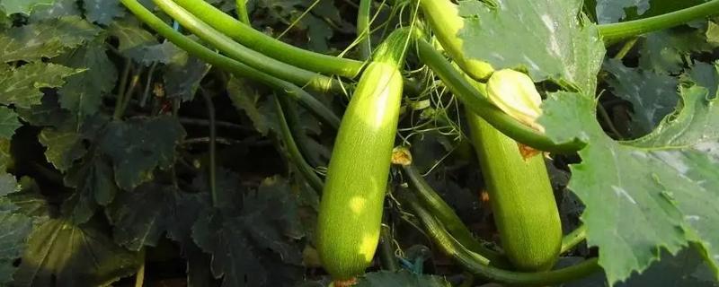 西葫芦田间管理方法