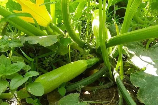 西葫芦种植管理技术，人工授粉方法