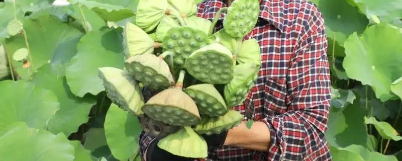 种一亩地莲能产多少斤莲子
