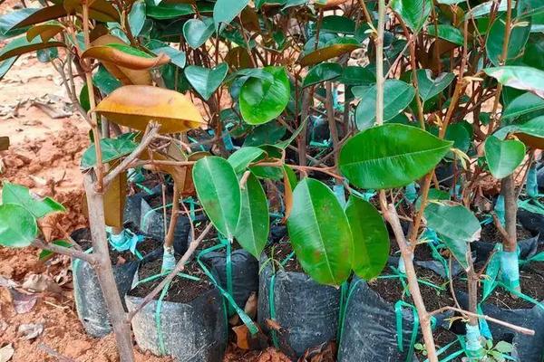 牛奶果种植时间，附种植要点