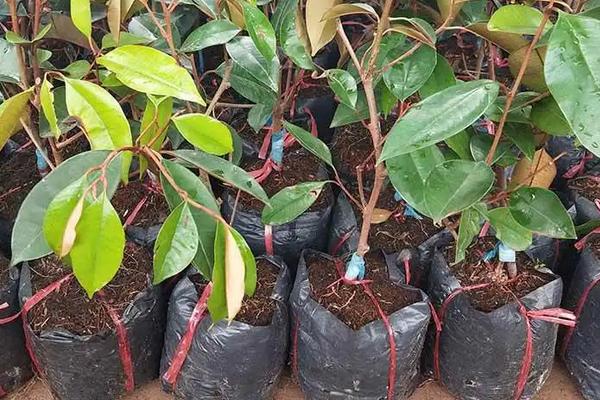 牛奶果种植时间，附种植要点