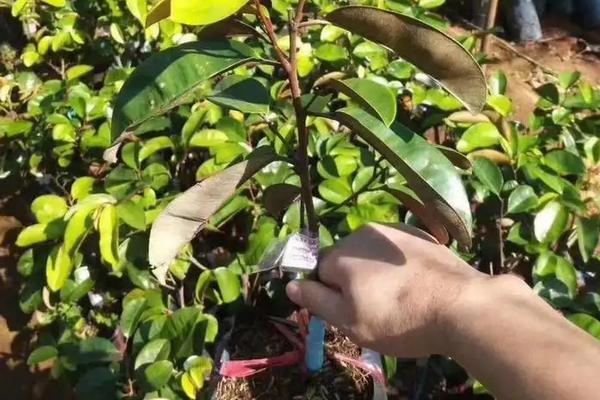 牛奶果种植时间，附种植要点