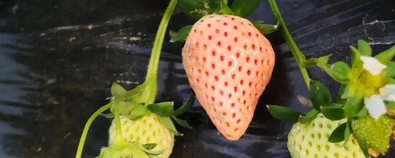 菠萝莓什么时间种植