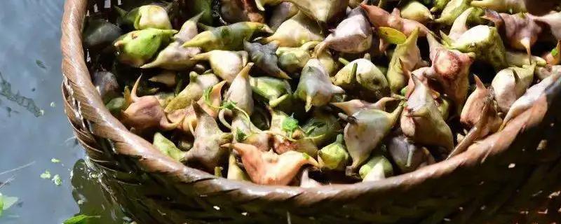 菱角什么时间种植