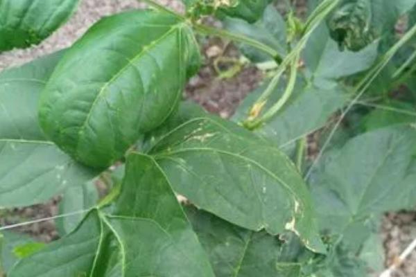 豆角卷叶是什么病用什么药