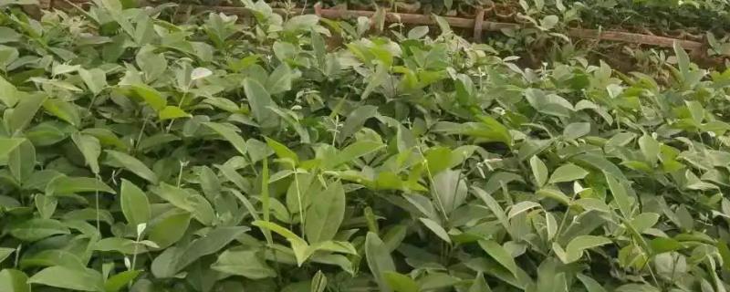 百部怎么种植