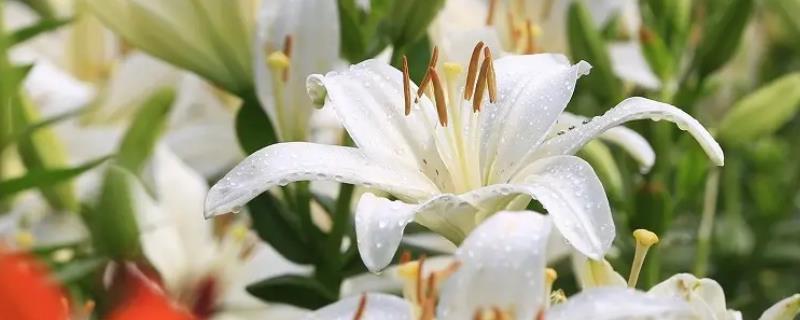 香水百合种植的注意事项与田间管理