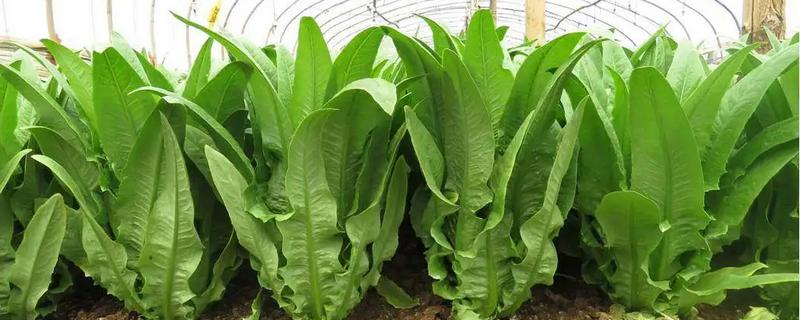 油麦菜什么时间种植