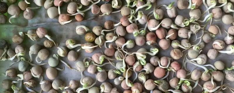 豌豆种子怎么种植