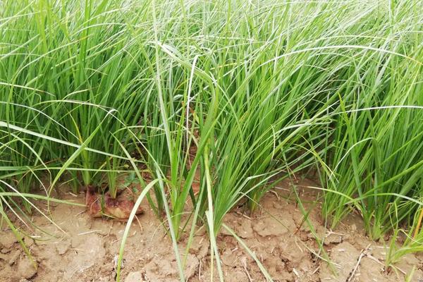 知母种植多久采收，附种植要点