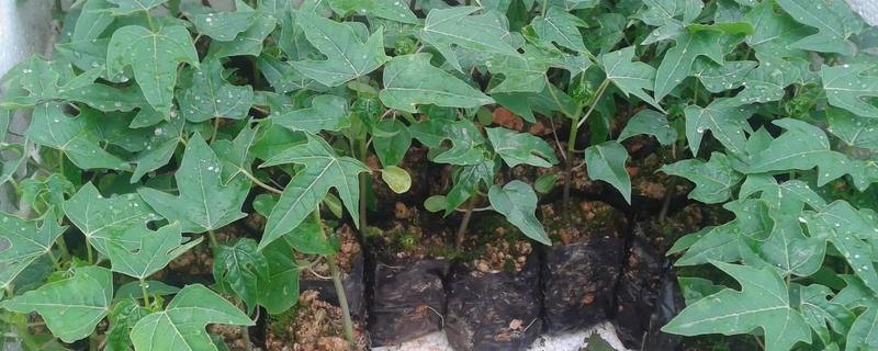 木瓜苗怎么种植才能高产