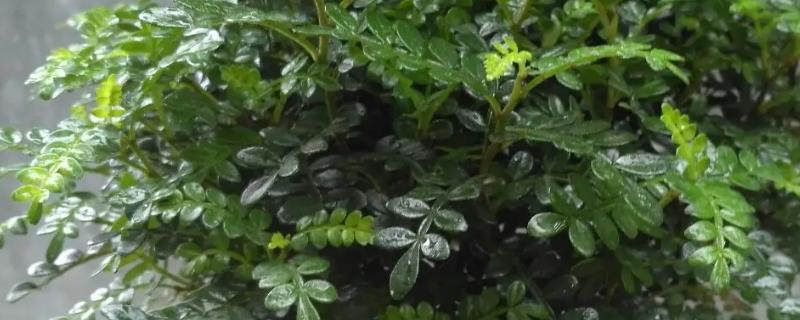 清香木养殖方法