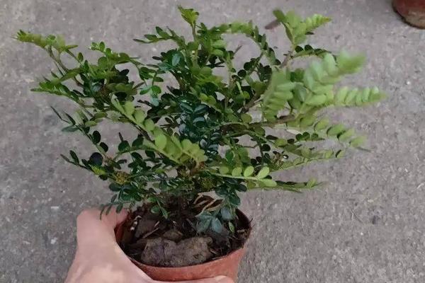 清香木盆栽的售价，附养殖要点