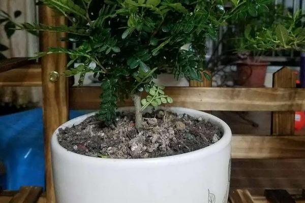 清香木盆栽的售价，附养殖要点