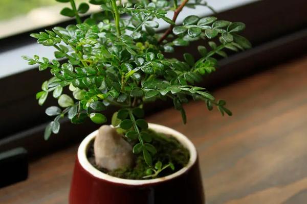 清香木盆栽的售价，附养殖要点