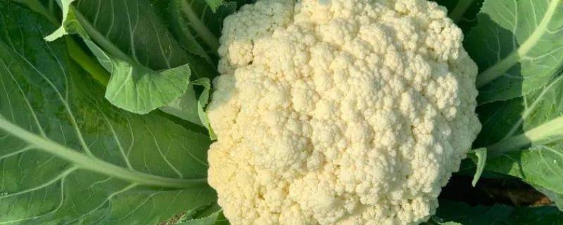 花椰菜田间管理种植方法