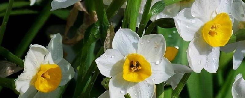 水仙花有毒吗