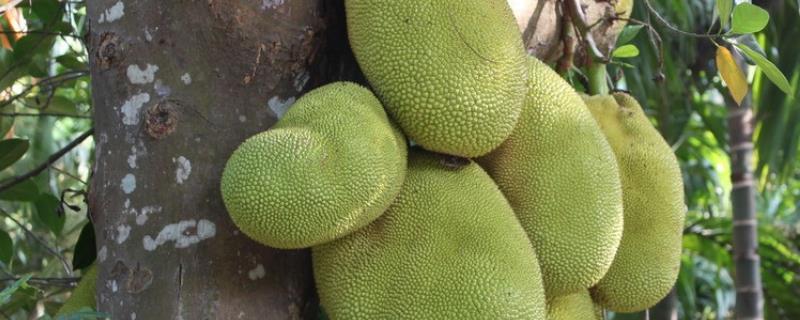菠萝蜜种植技术