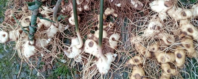 黄精种植前景如何