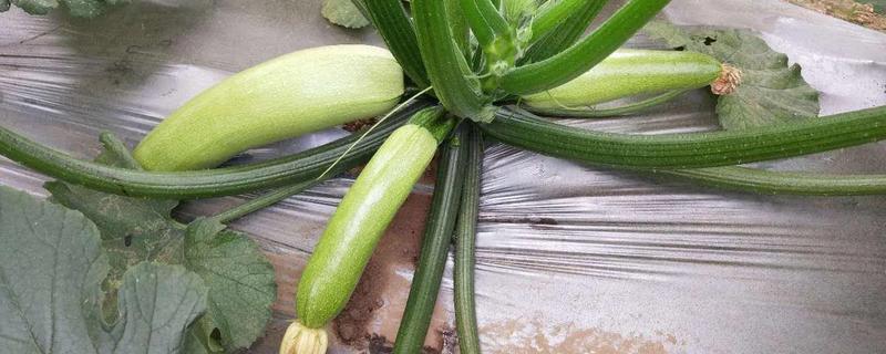 西葫芦种植注意事项