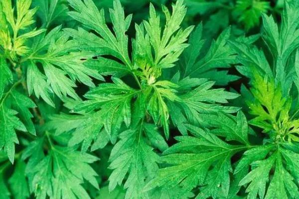 艾草一年能收割几次