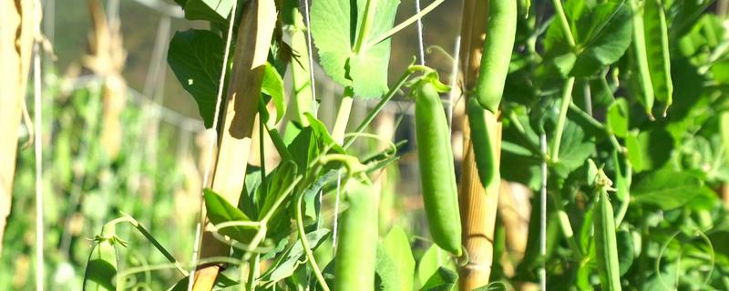 豌豆田间管理方法