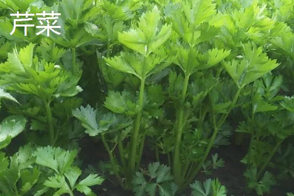 花科类蔬菜有哪些