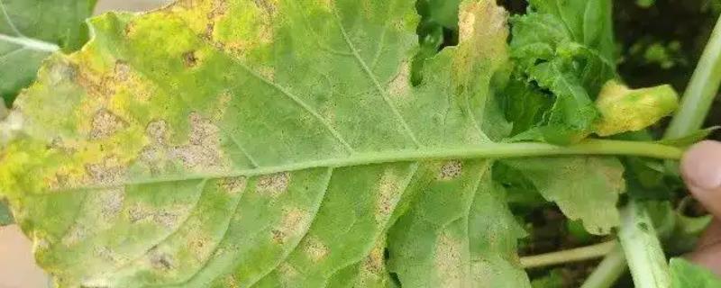 油菜叶斑病防治方法